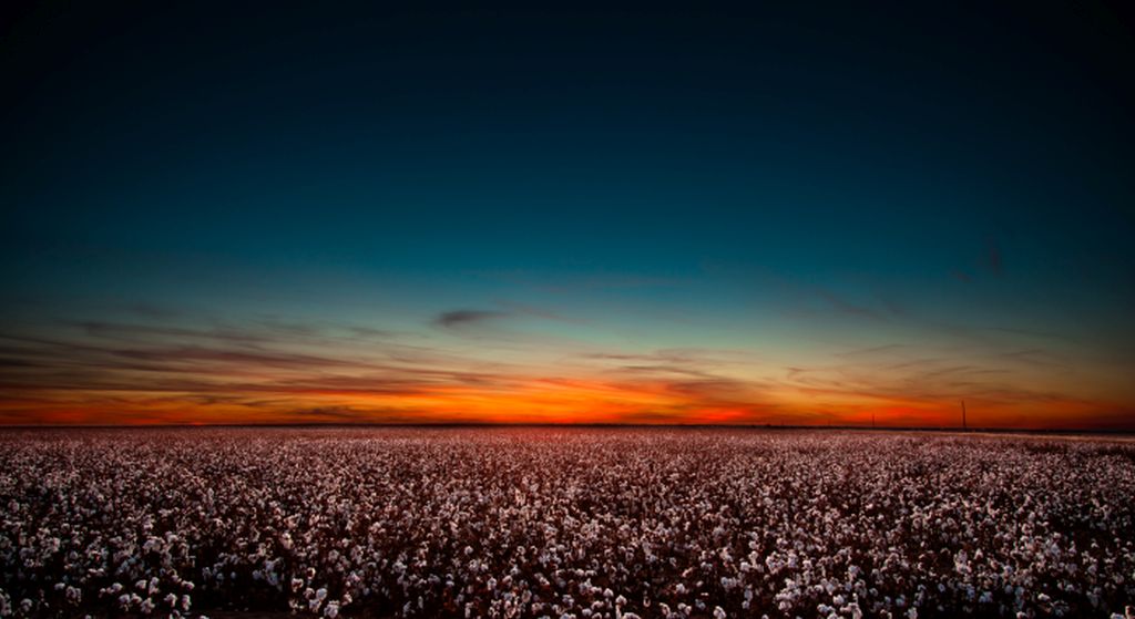 cotton sunset